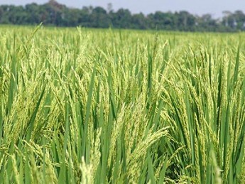 Arroz transg�nico ajuda a combater efeito estufa