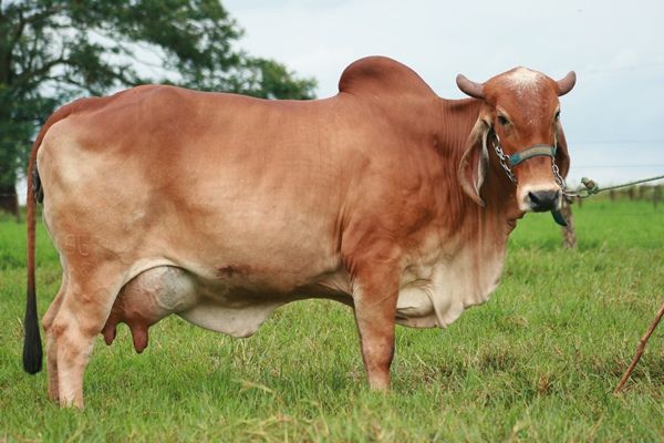 VBP do leite em Mato Grosso deve cair e fechar ano em R$484 milh�es