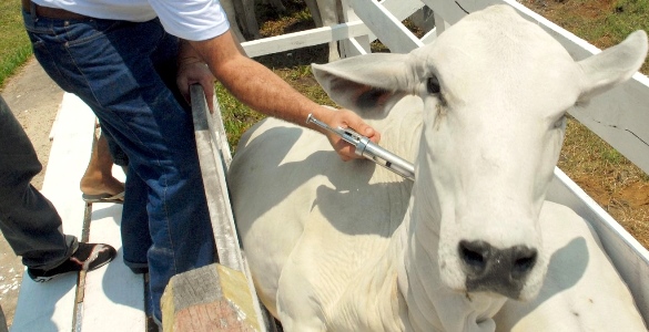 Pecuaristas de MT imunizam 99,82% dos bovinos contra a aftosa