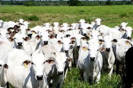 Indea Mato Grosso discute programa nacional de defesa agropecu�ria