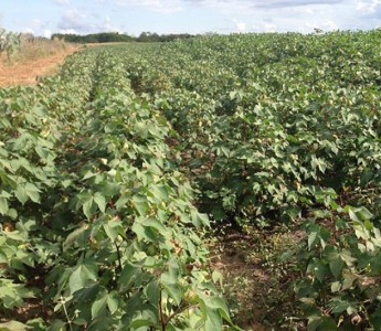 Chineses, sul-coreanos e tailadeses conhecem produ��o de algod�o em Mato Grosso