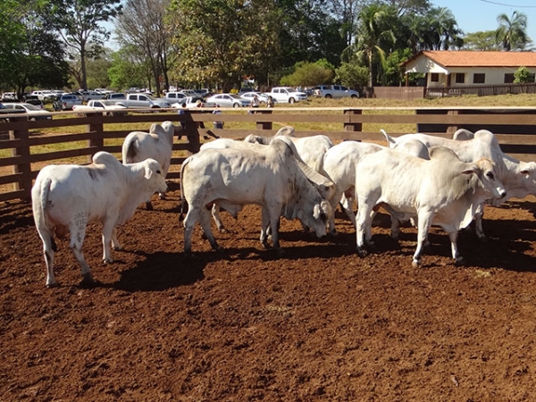 Alta do d�lar abre novos mercados para a carne de Mato Grosso