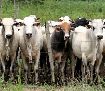 Valoriza��o do c�mbio favorece mercado bovino em Mato Grosso