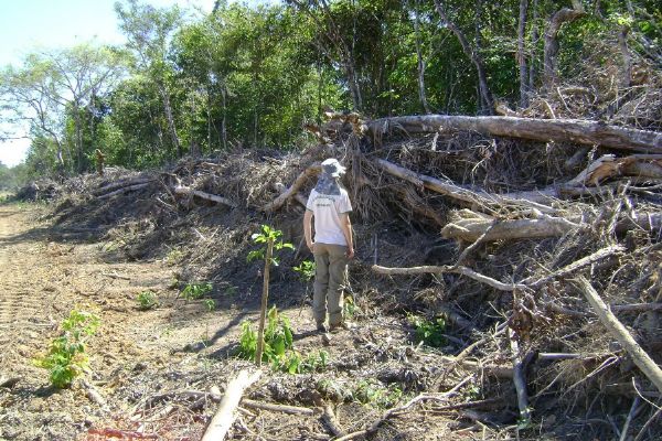 Desmatamento cresce 152% em Mato Grosso ap�s dois anos de queda
