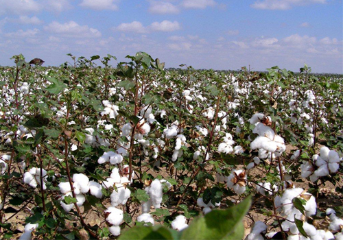 Mato Grosso tem potencial para cultivar 1 milh�o de hectares de trigo