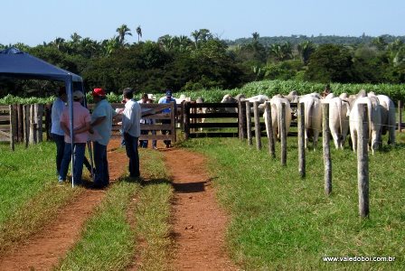 Pecuaristas e acad�micos discutem futuro de produ��o no Estado