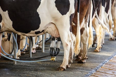 Cen�rio internacional afeta pre�o do leite em Mato Grosso