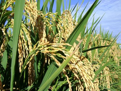Aumenta pre�o do arroz em casca no Mato Grosso