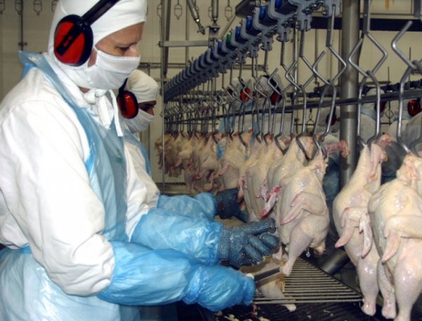 Embarques de frango em agosto t�m o terceiro melhor resultado da hist�ria