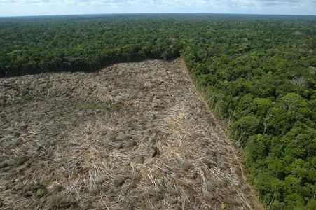 Em 25 anos, planeta perdeu superf�cie florestal do tamanho da �frica do Sul