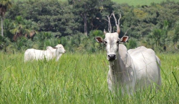 Congresso aprova prioridade de pagamento a pecuaristas no caso de fal�ncia de frigor�fico