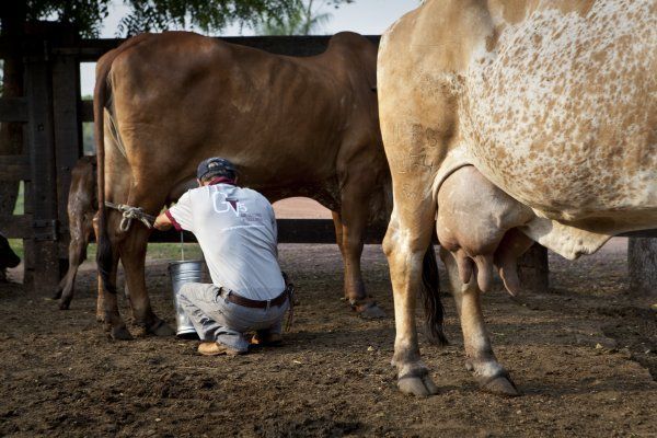 Produ��o de leite est� em decad�ncia por desest�mulo em Mato Grosso