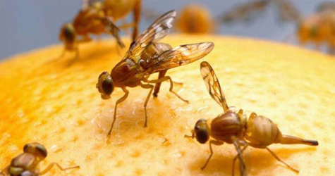 Minist�rio anuncia R$ 2 milh�es para combate � mosca-das-frutas