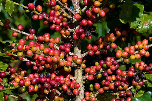 Governo de Mato Grosso vai incentivar produ��o de caf�