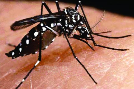 Sa�de confirma primeiro caso de Zika V�rus no estado