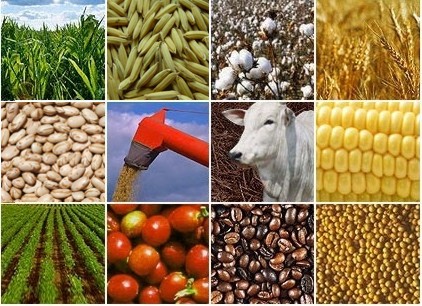 Pre�os agr�colas registram maior queda mensal em sete anos, aponta FAO