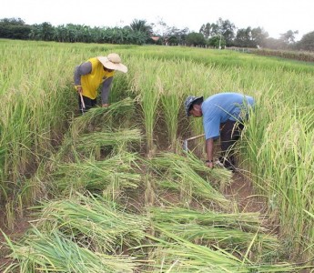 Mato Grosso lidera produ��o agropecu�ria no Pa�s