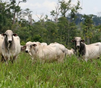 Associa��o dos Criadores de Mato Grosso completa 45 anos