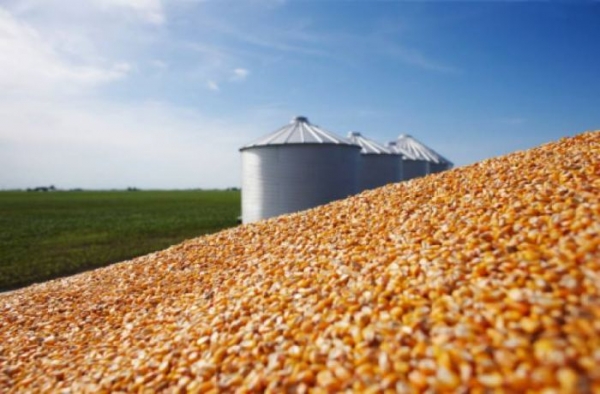 Conab faz leil�o para remover milho em Mato Grosso