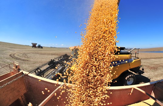 Embarques de soja este m�s superam em 56,6%