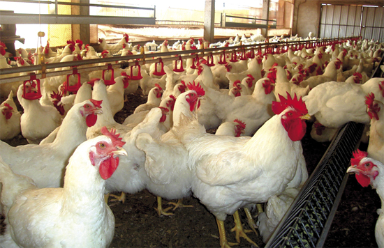 Embarques de frango sofrem nova desacelera��o na semana