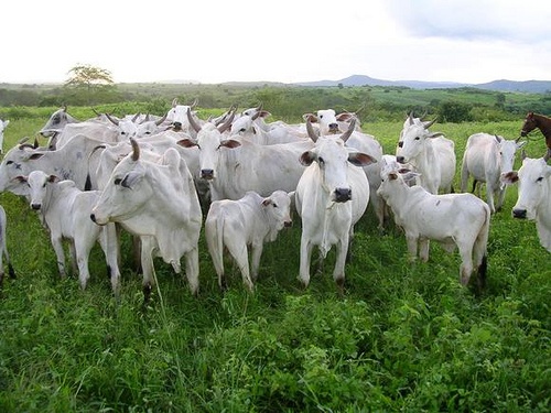 Cerca de 100 cabe�as de gado s�o furtadas em fazenda de Tabapor�.