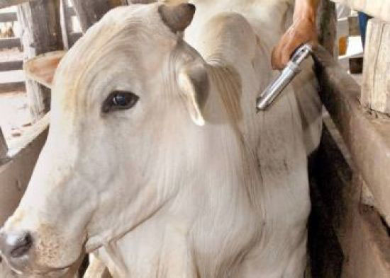 Vacina��o contra febre aftosa come�a neste domingo, 01 de novembro, em Mato Grosso