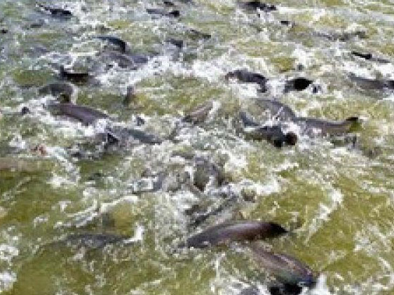 Come�a o per�odo da Piracema nos rios de Mato Grosso