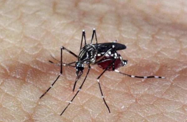 Minist�rio da Sa�de confirma rela��o entre v�rus Zika e microcefalia