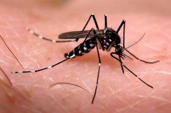 Governo de MT cria for�a-tarefa para combater o mosquito Aedes aegypti