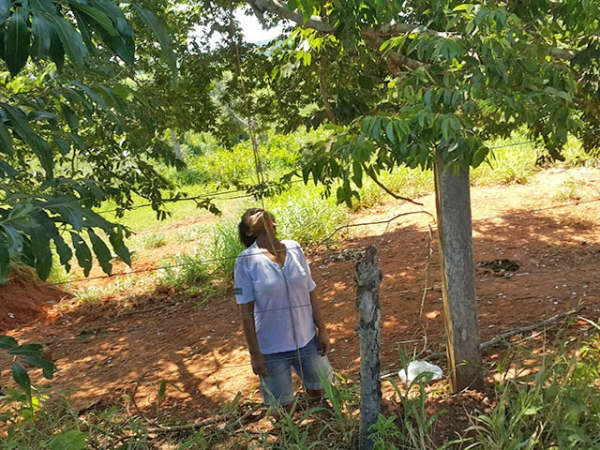 Mulher comete suic�dio por enforcamento na margem da estrada do lix�o em Juara.