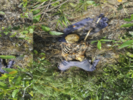 Corpo em adiantado estado de decomposi��o � encontrado na regi�o de Itapainua.
