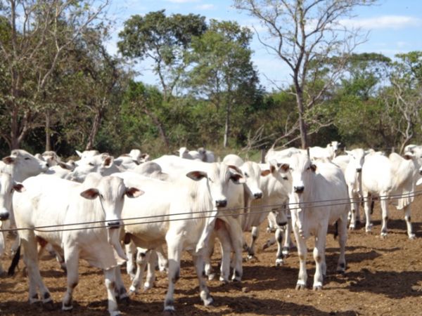 Sintap afirma que n�o autoriza servidores a emitirem GTAs em Mato Grosso