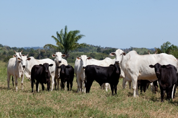 Mato Grosso tem 50% de redu��o em casos de brucelose