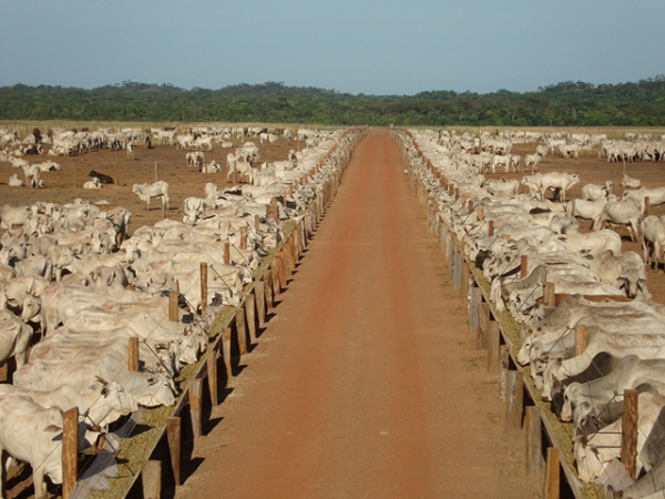 Confinamento ser� 11% a 15% menor no Brasil, avalia Rally da Pecu�ria 2016