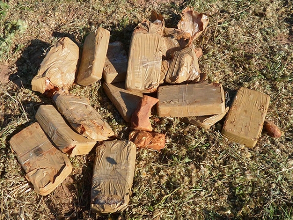 Dezessete quilos de coca�na s�o encontrados em meio a planta��o