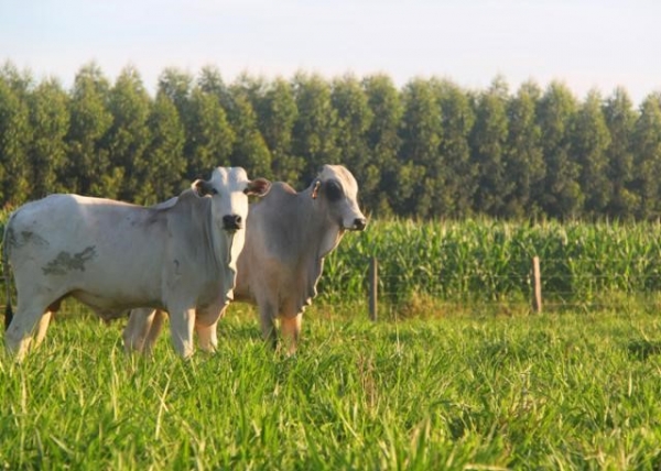 ILPF aumenta em cinco vezes a produ��o de carne em Mato Grosso