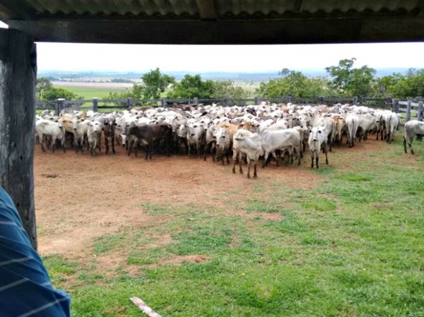 Pol�cia prende quadrilha e recupera 350 cabe�as de gado em Brianorte