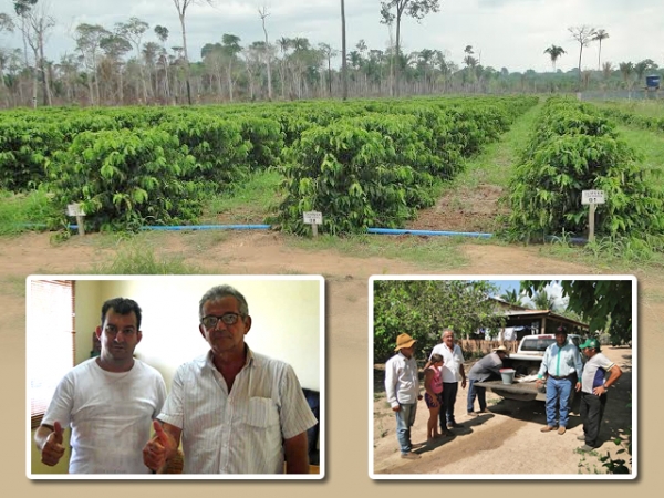 Melhorador de solo fabricado pelo Simno com p� de serra acelera crescimento de cafezal em Aripuan�