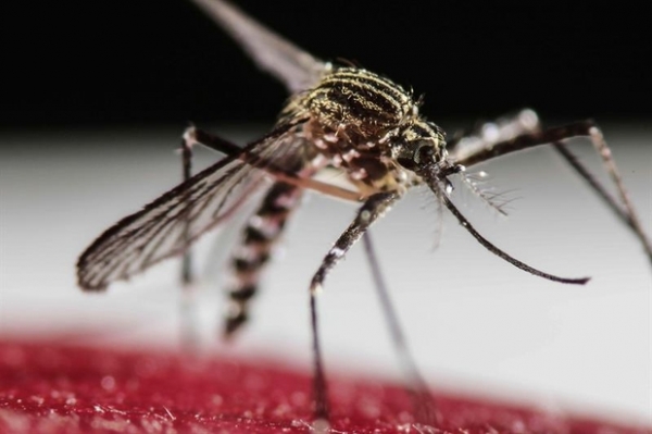 N�mero de mortes por chikungunya cresce 15% no Pa�s