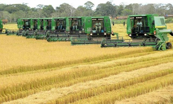 Estudo da Conab mostra o que mais pesa no custo de produ��o do arroz