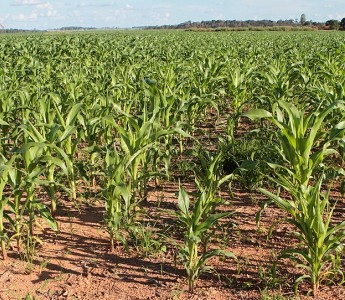 Custos da pr�xima safra de milho em MT devem atingir maiores patamares da hist�ria, aponta Imea