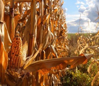 Mato Grosso encerra 2016 com a maior quebra na safra de milho j� registrada