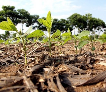 Imea projeta recorde e safra de 30,5 milh�es de toneladas de soja no Estado
