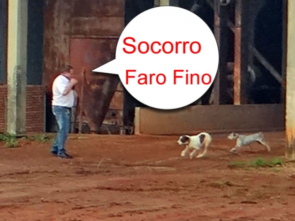 Jornalista Paulo Becker leva �carreir�o� de cachorros e pede socorro ao Faro Fino.