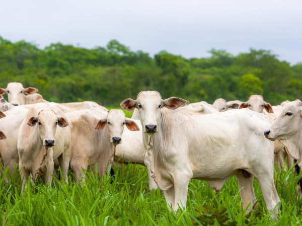 Acrimat solicita altera��o da pauta do boi em Mato Grosso