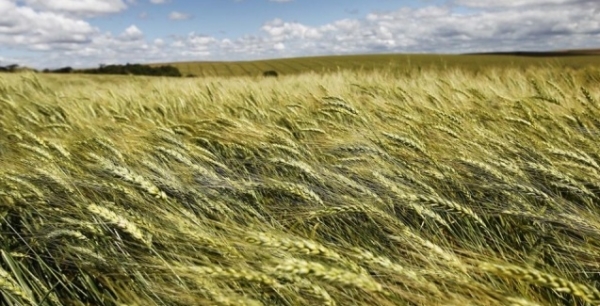 Produtor atinge marca de 280 sacas de trigo por hectare
