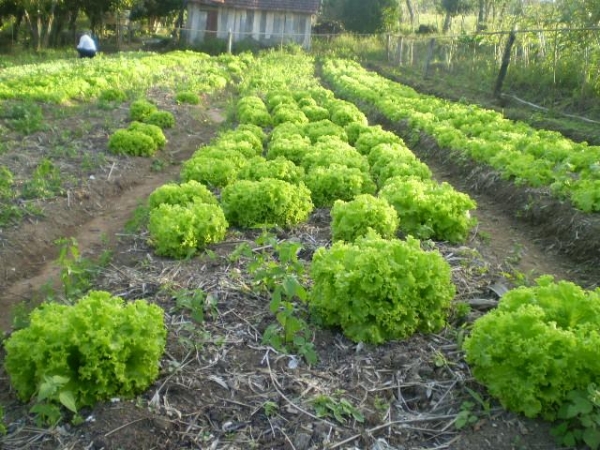1� F�rum da Agricultura Familiar de Juara ser� realizado no m�s de maio