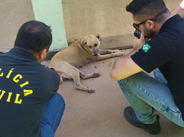 Cadela de que aparece em v�deo sendo abusada por homem � resgatada pela Dema