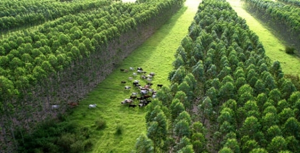 Brasnorte recebe dia de campo sobre integra��o lavoura-pecu�ria